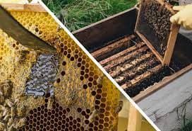 Beekeeper checking the hive
