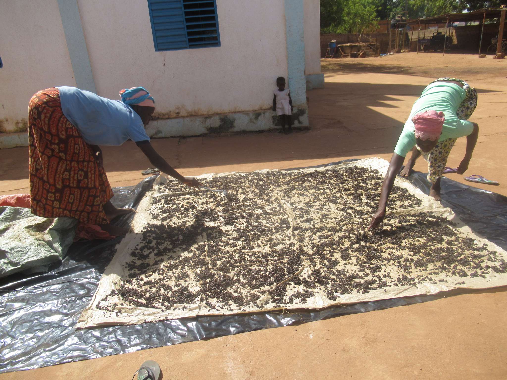 Fermented African locust bean drying process