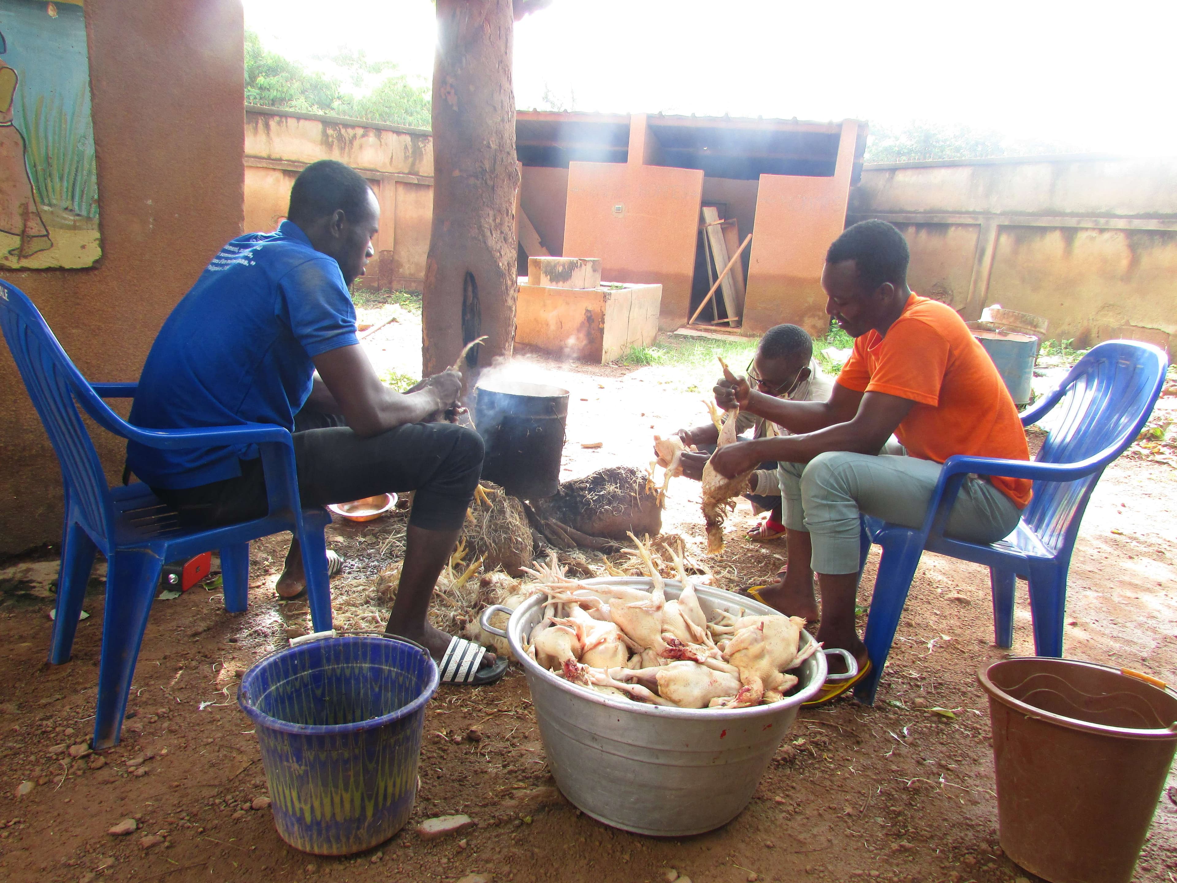 "Breeding and selling chickens"