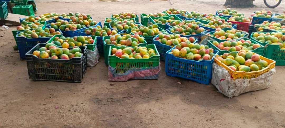 packaging of mangoes for washing