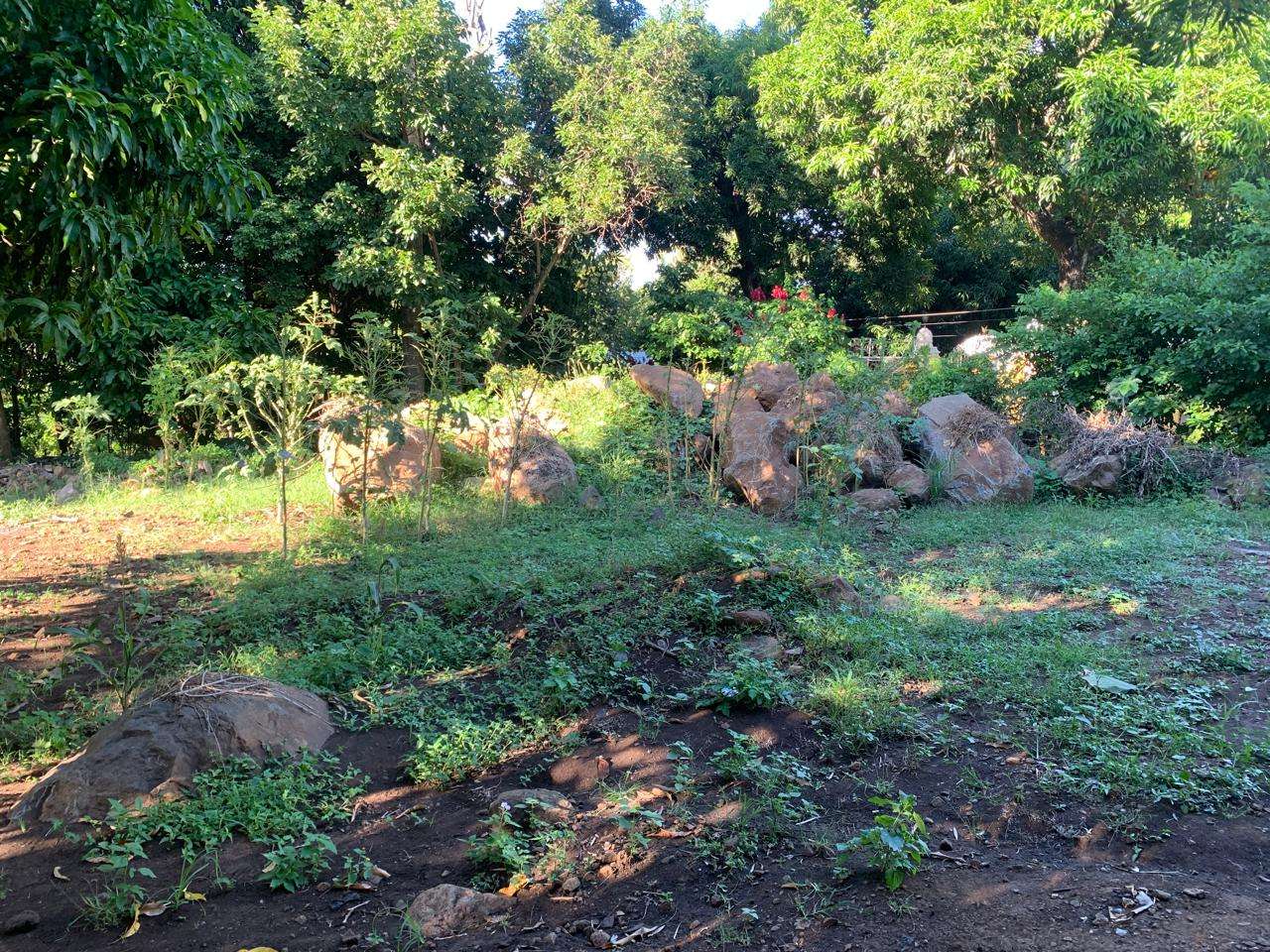 Rocks to be removed.