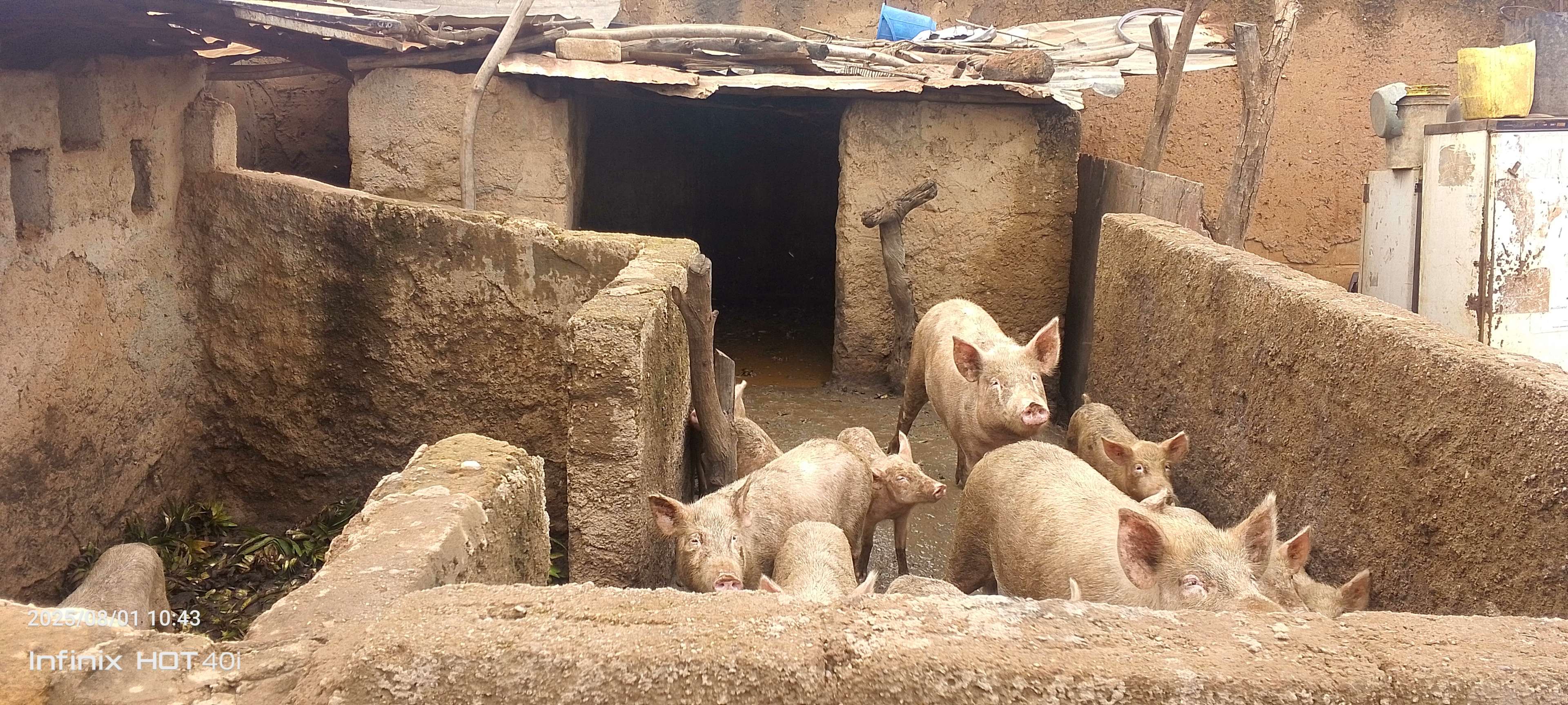Local pigsty