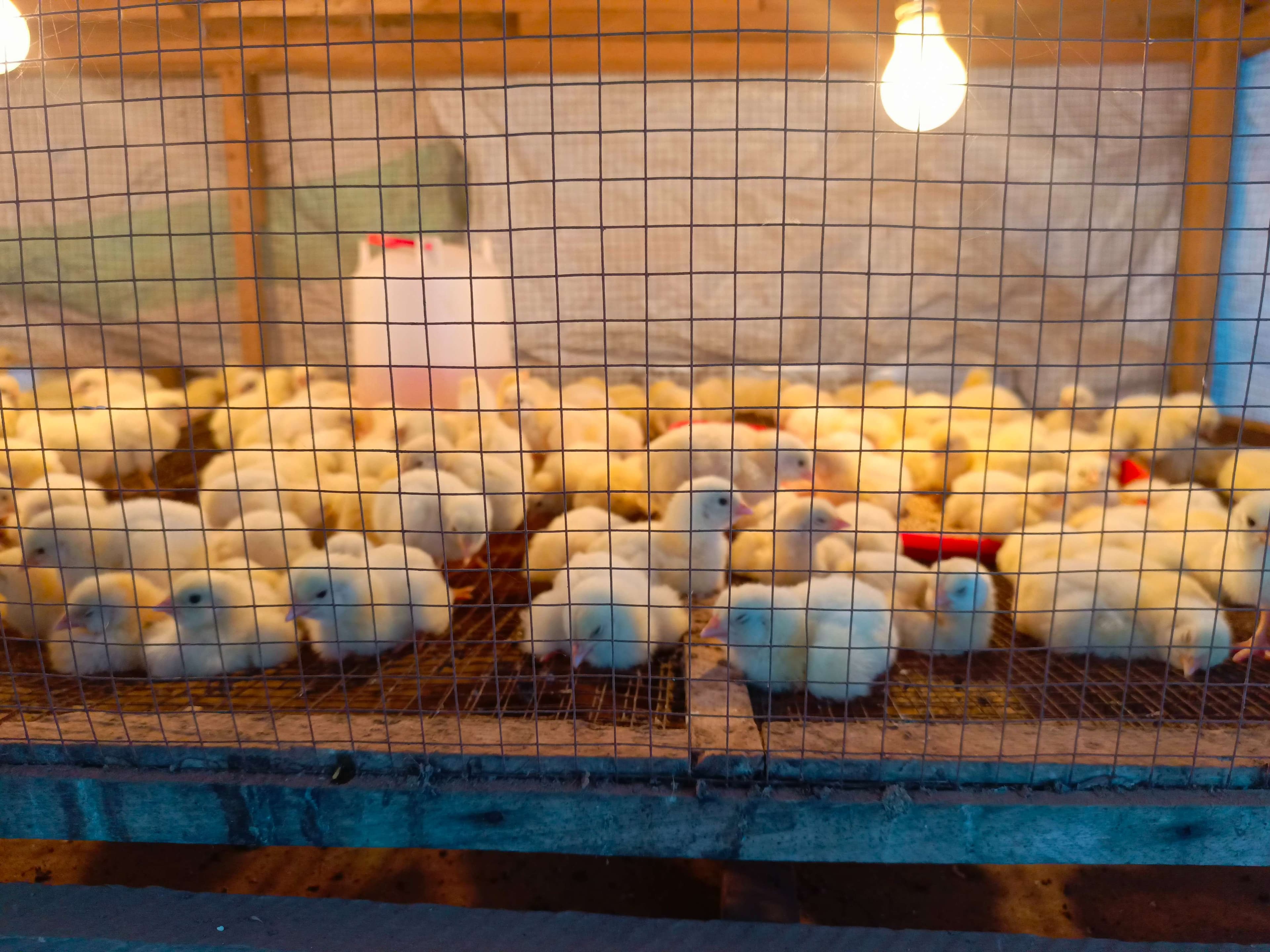 "Breeding and selling chickens"