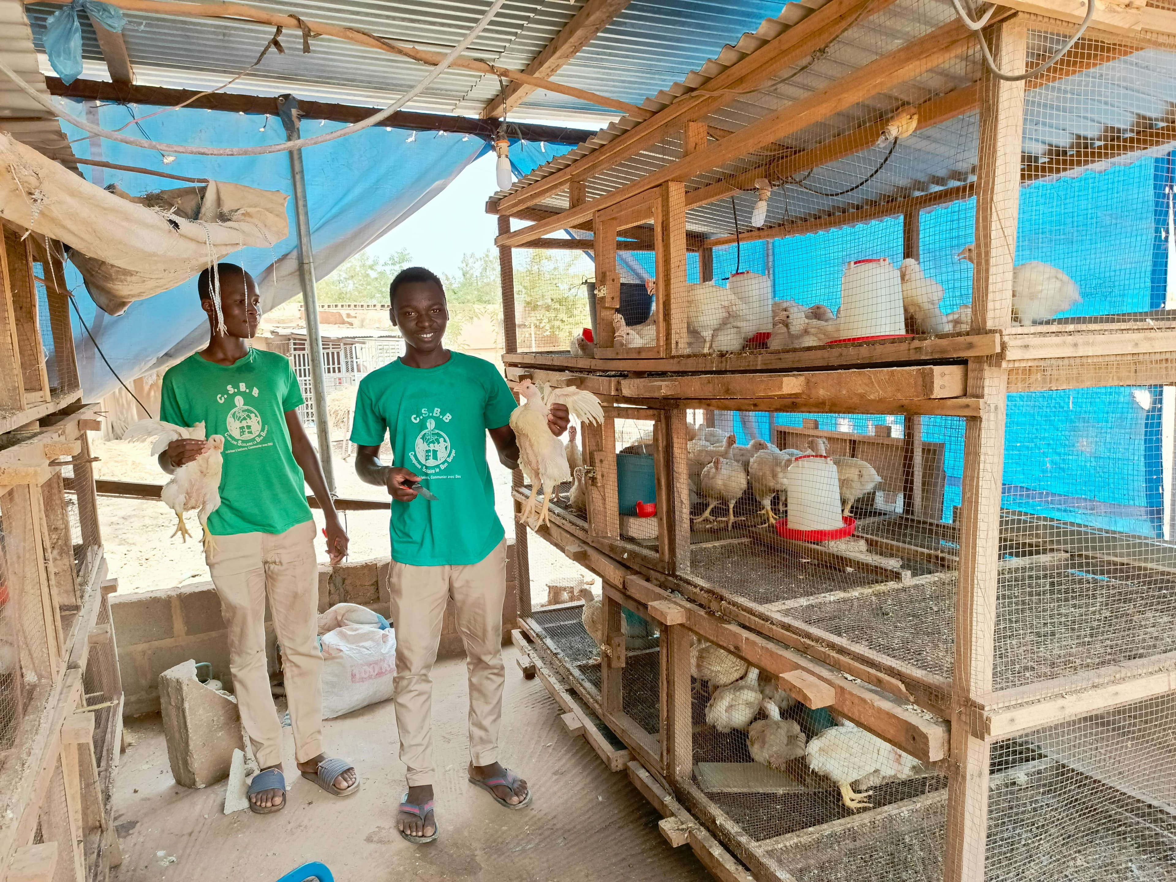 "Breeding and selling chickens"