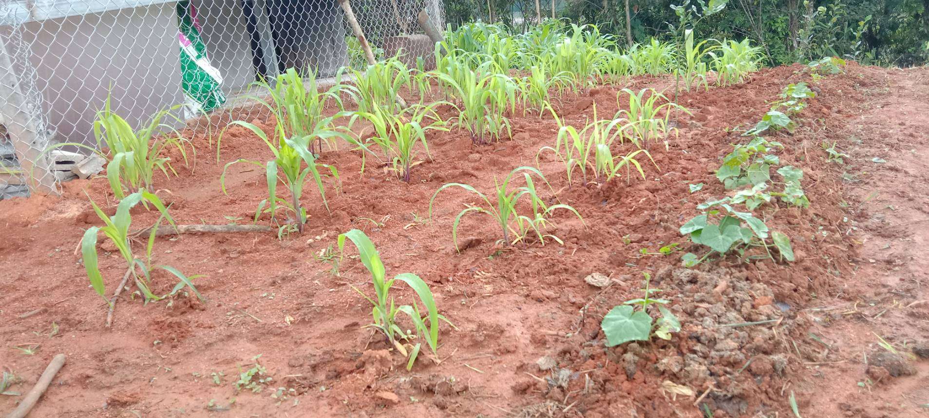 Harvesting Community: Local Corn and Church-Grown Vegetables!