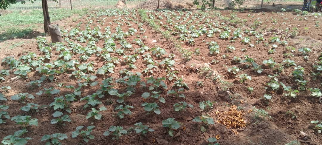 Okra from our little garden