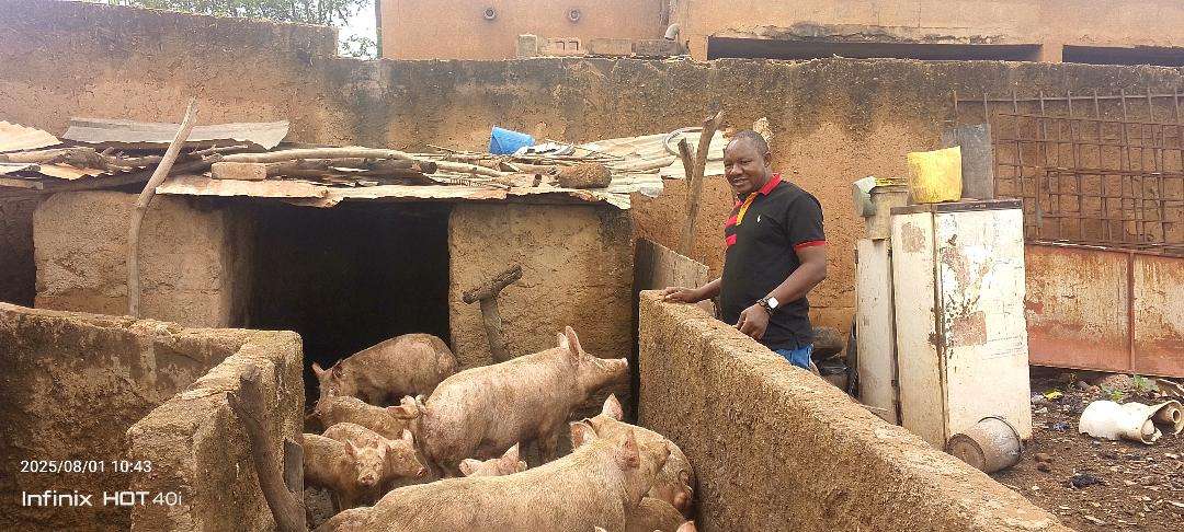 visit to a local pigsty