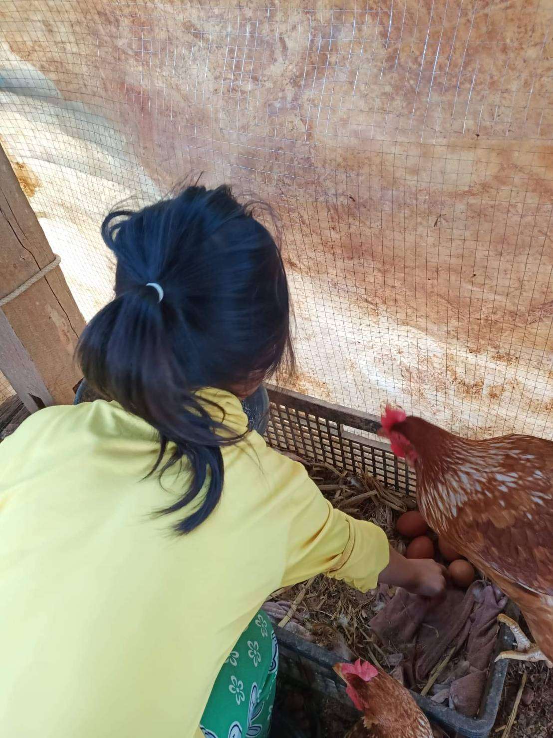 Clucking Good Times: Children with Their Egg-Laying Chickens!
