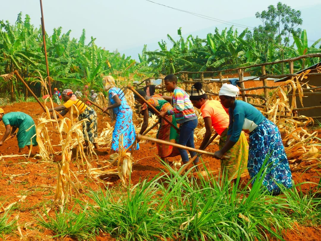 Pumpkin Processing for Family Income