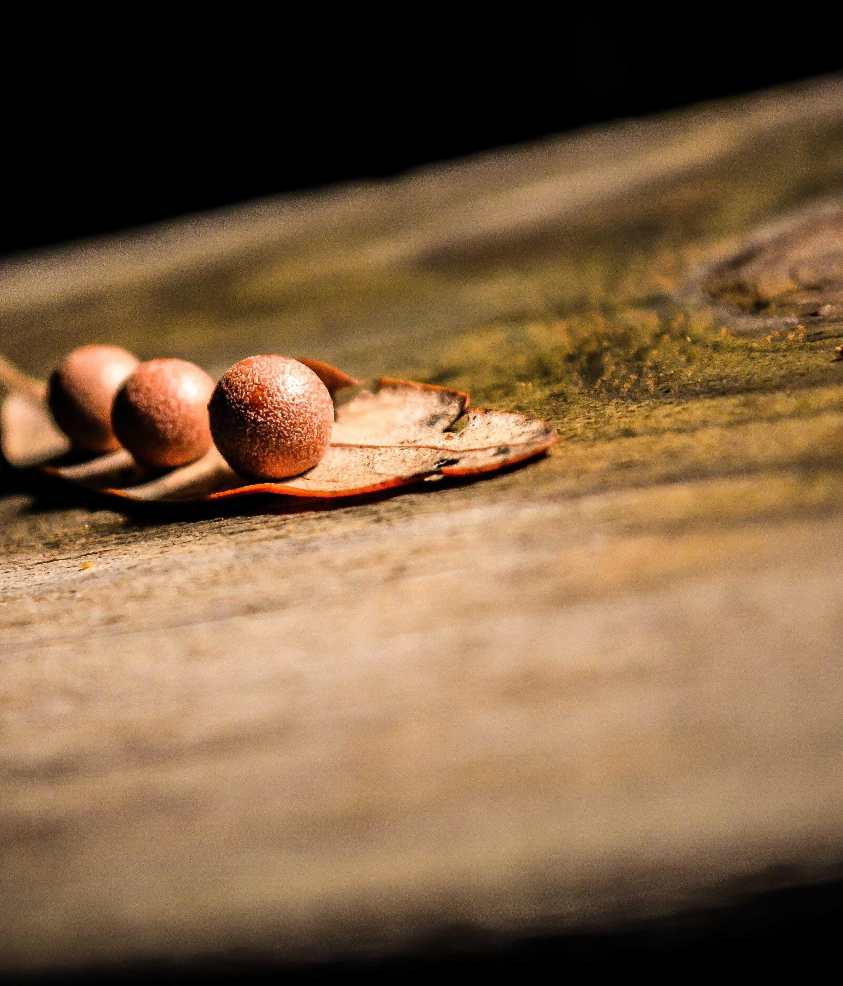 Terror corrupti bis quibusdam.