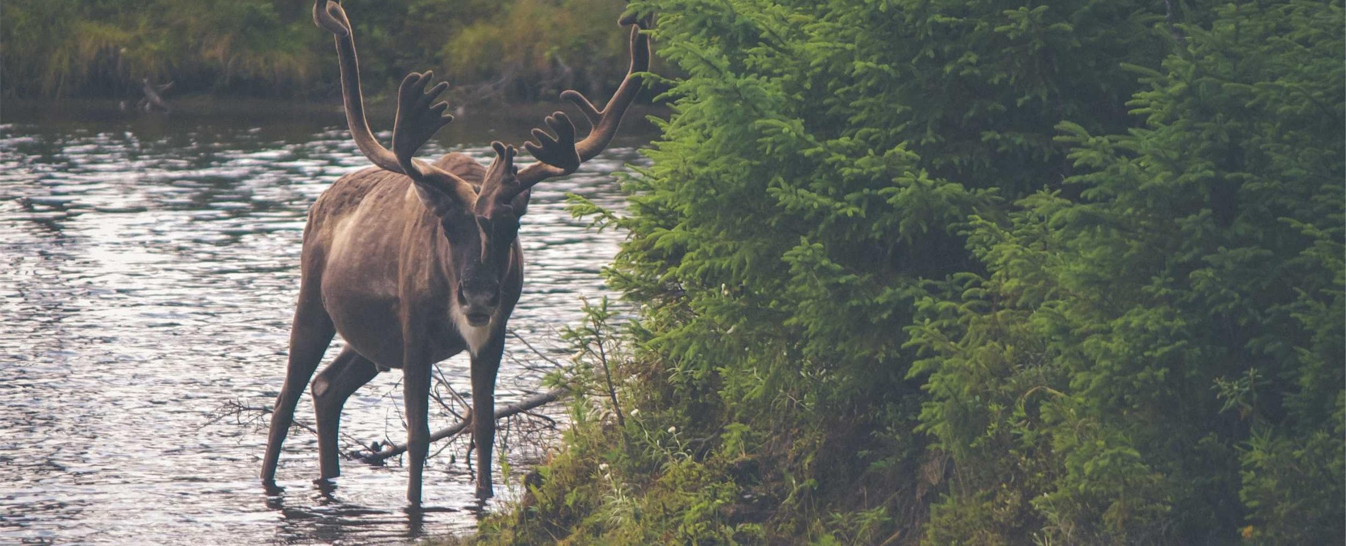 At demens verus ultio thorax viduo dicta deprimo voco.
