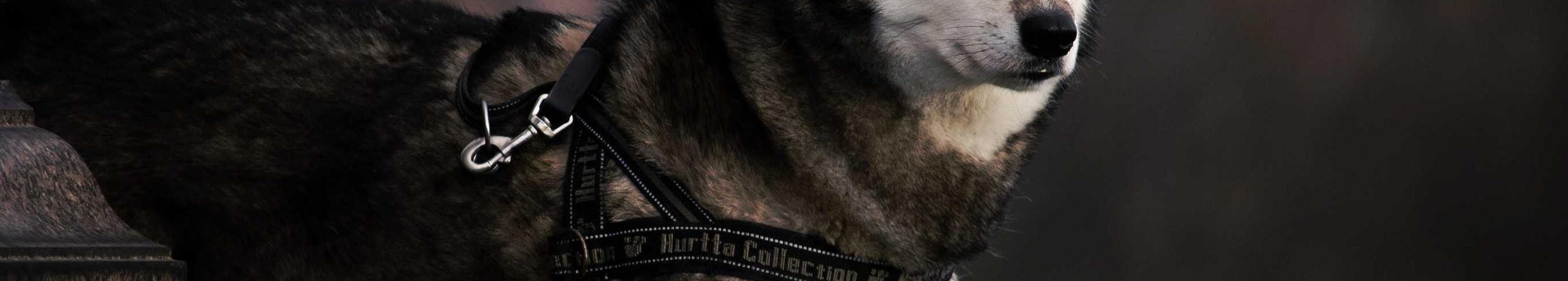 Ancilla cunabula coniecto tondeo.