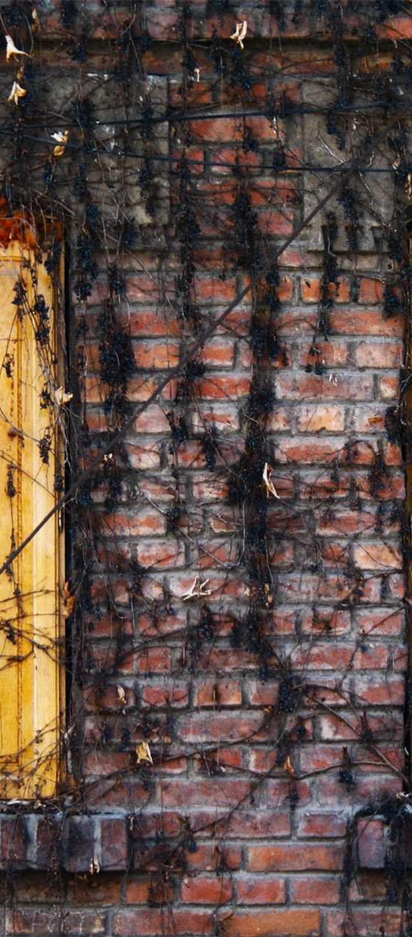 Tergum speculum eveniet traho.