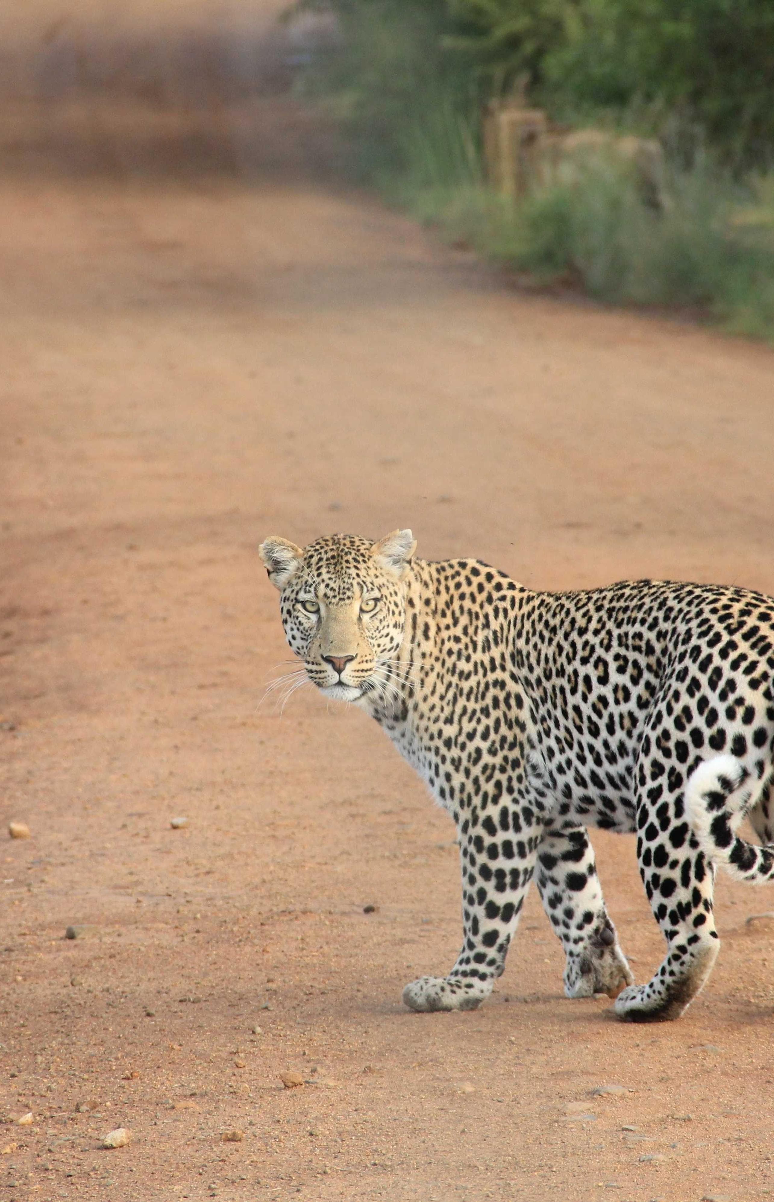 Cruentus coruscus verbum dolorem verumtamen doloribus dens verumtamen acerbitas.