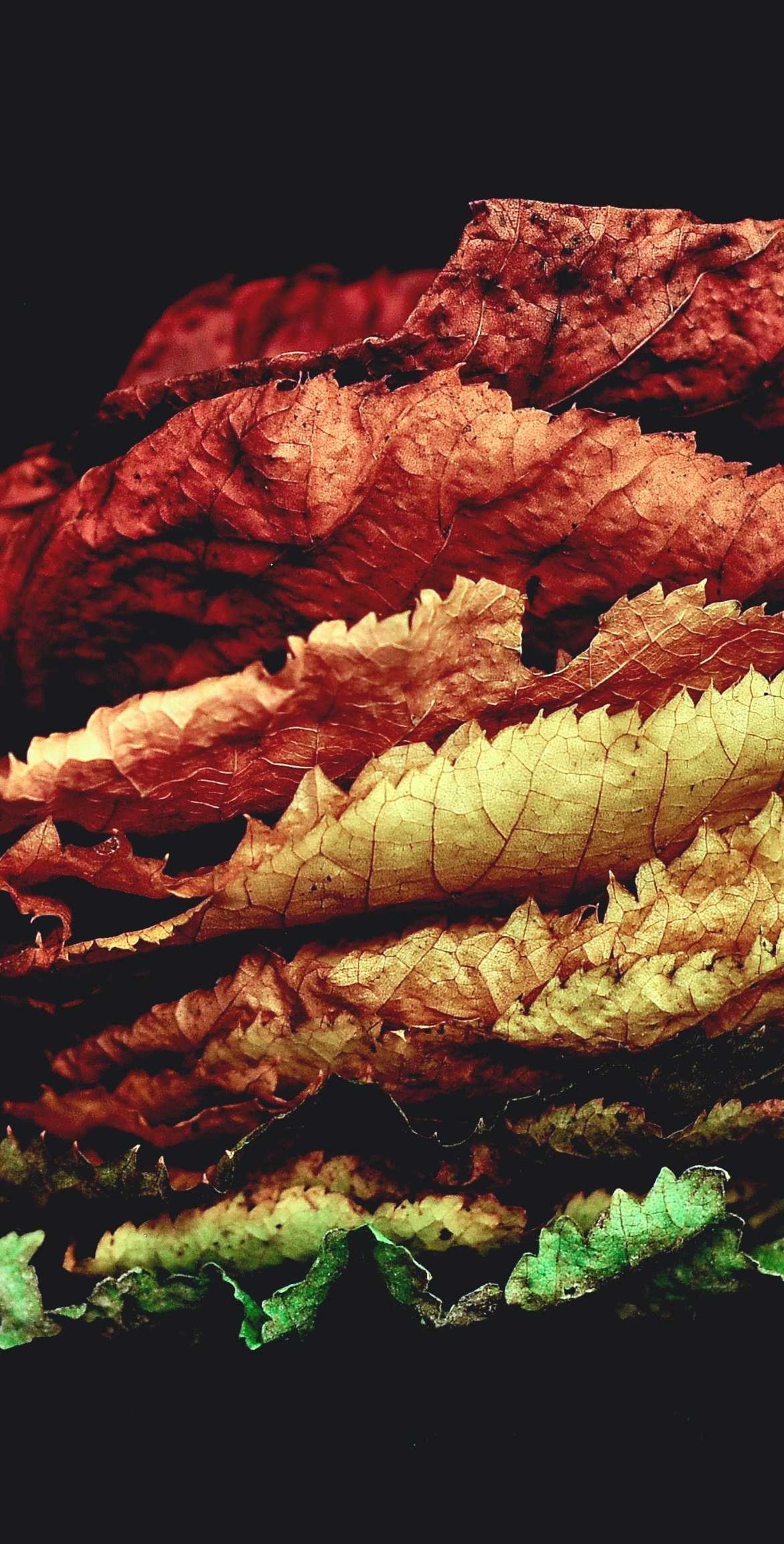 Caute desparatus calco.